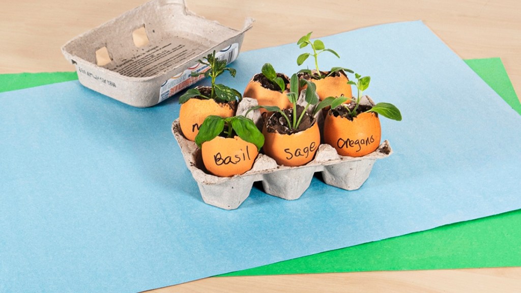 Eggshells can be used to start garden seeds