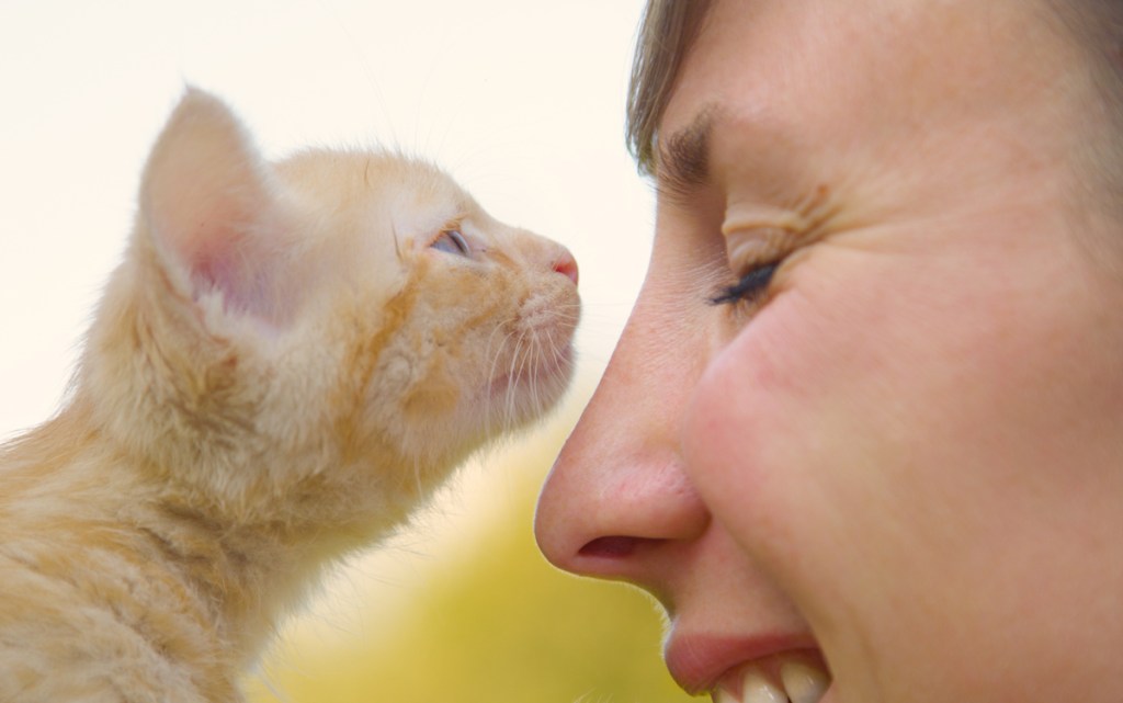 Close-up of kitten sniffing woman's face