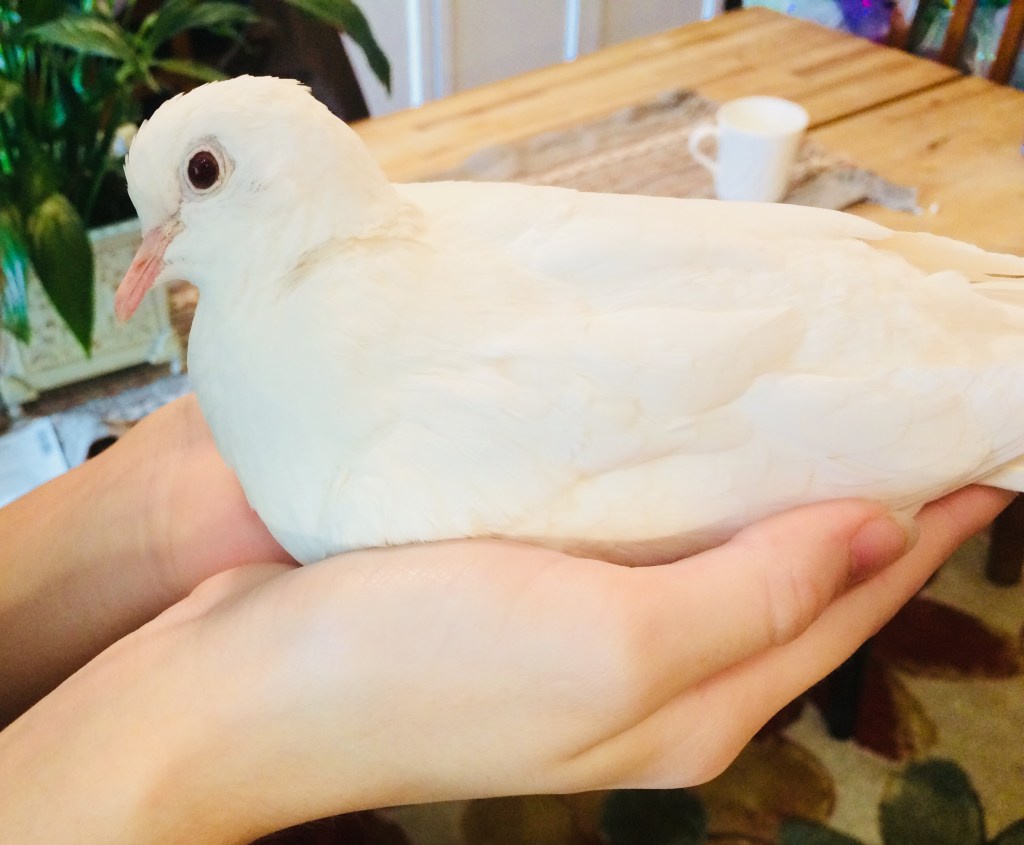 Peace, the pet white dove, who came to live with Ricci shortly after Brandt passed