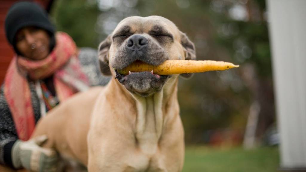 can dogs eat ginger: Dog holding carrot in mouth