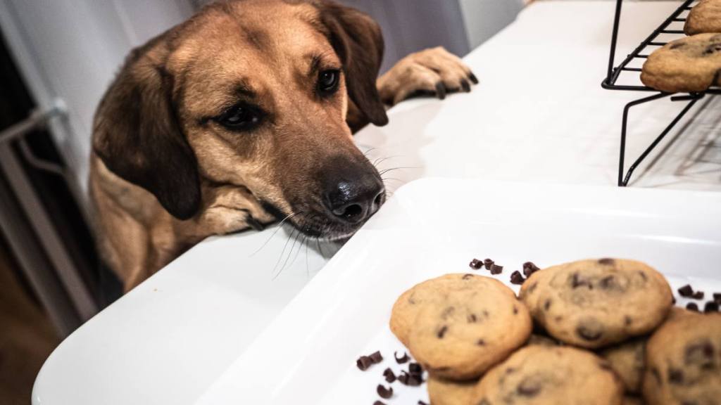 can dogs eat ginger: Dog sniffing freshly home-baked milk chocolate chip cookies