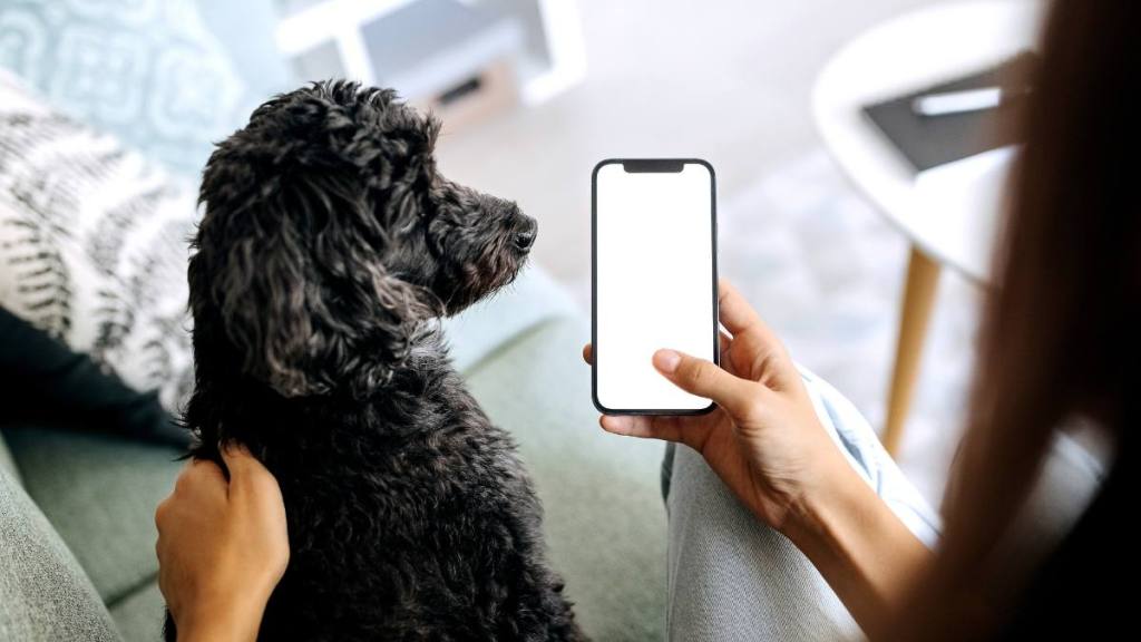 can dogs eat ginger: Young unrecognisable woman using phone with white screen with her dog next to her on the sofa