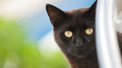 Close-up of black cat with cat eye boogers