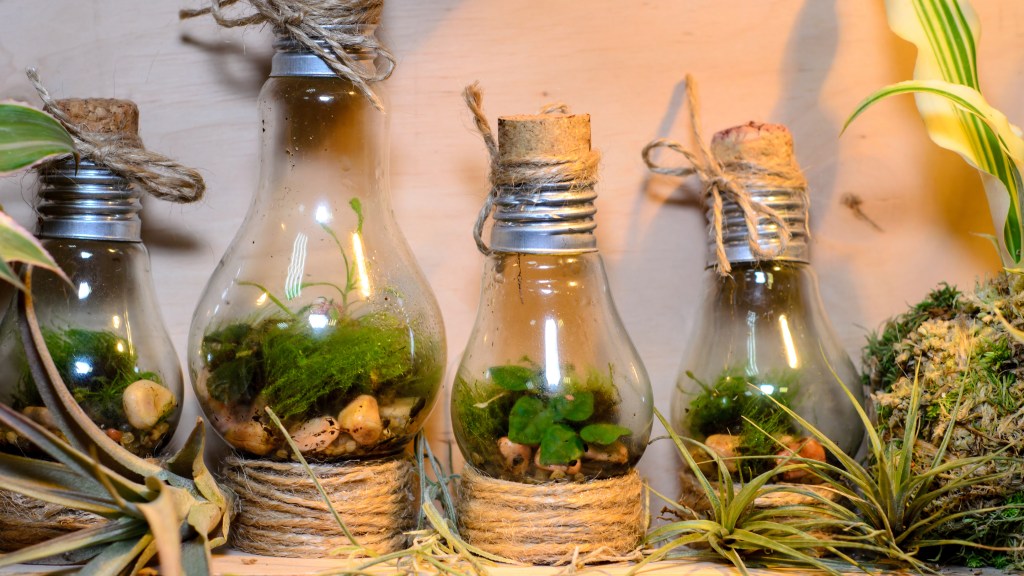 How to make a terrarium: Three lightbulb-shaped jars terrariums filled with soil, pebbles, ferns and moss