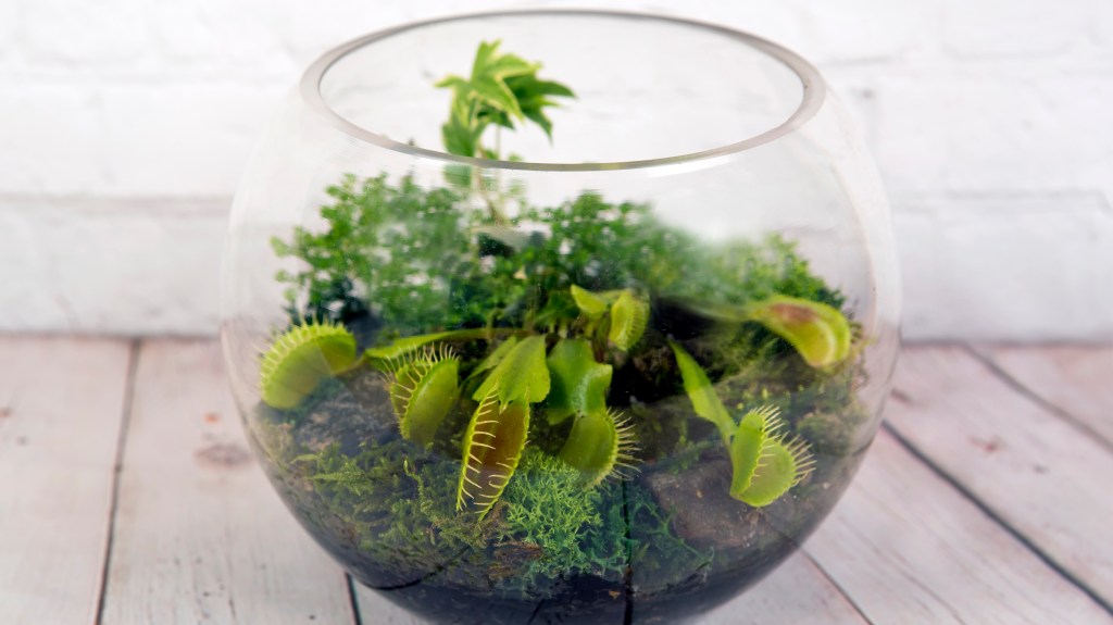 How to make a terrarium: Round, fish bowl vase terrarium filled with soil, moss and Venus flytrap plants