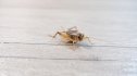 A cricket in the house