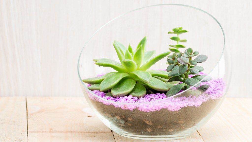 How to make a terrarium: Angular glass terrarium bowl filled with pebbles, soil, pink gravel and succulents