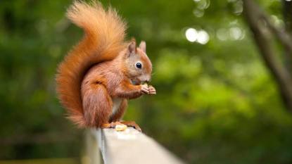 how to keep squirrels away: Close-up of red squirrel eating nuts.