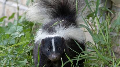 Skunk Smell Removal: Young striped skunk (Mephitis mephitis) near the human dwelling