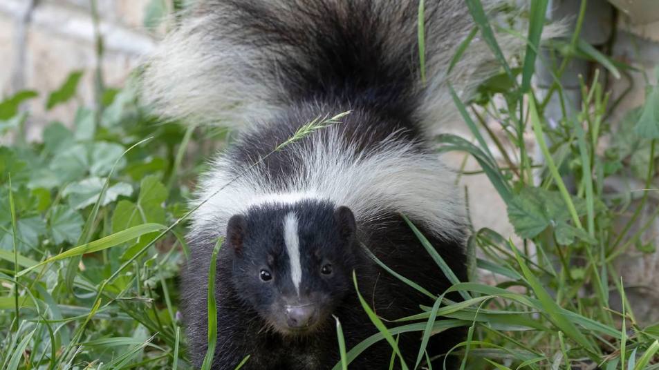 Skunk Smell Removal: Young striped skunk (Mephitis mephitis) near the human dwelling