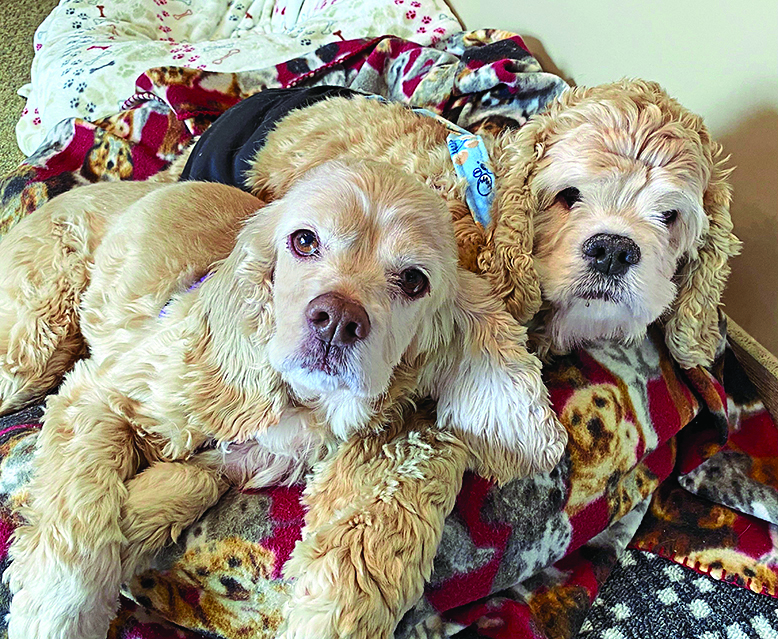 Besties Bentley and Sadie love to snuggle together