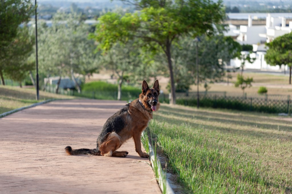 German Shepherd sitting in a park