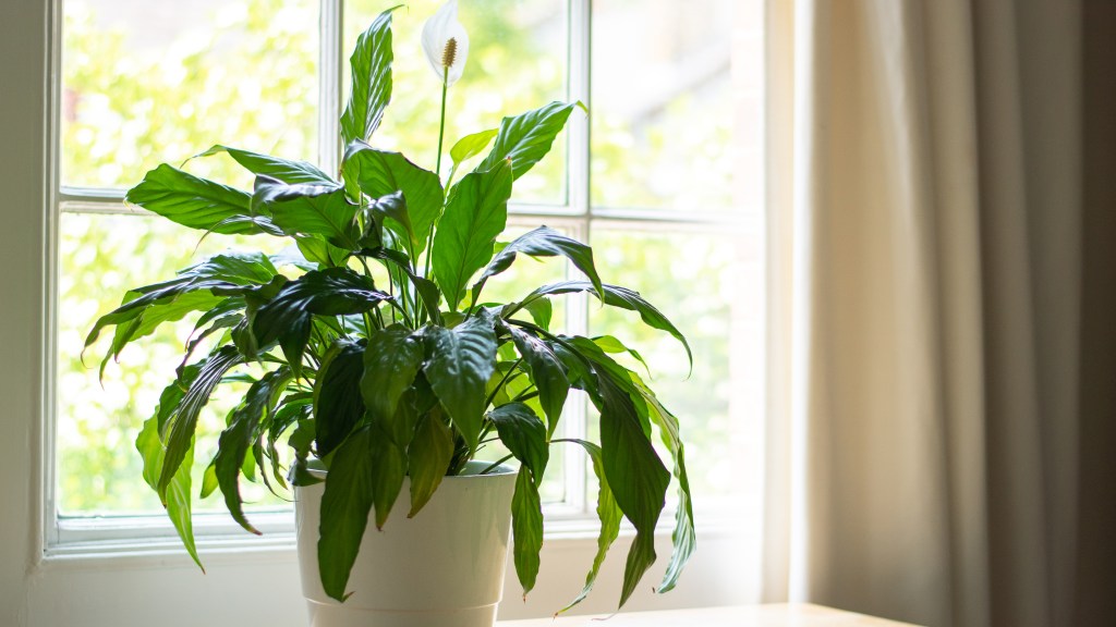 Easy houseplants: Peace lily in pot placed on a sunny windowsill