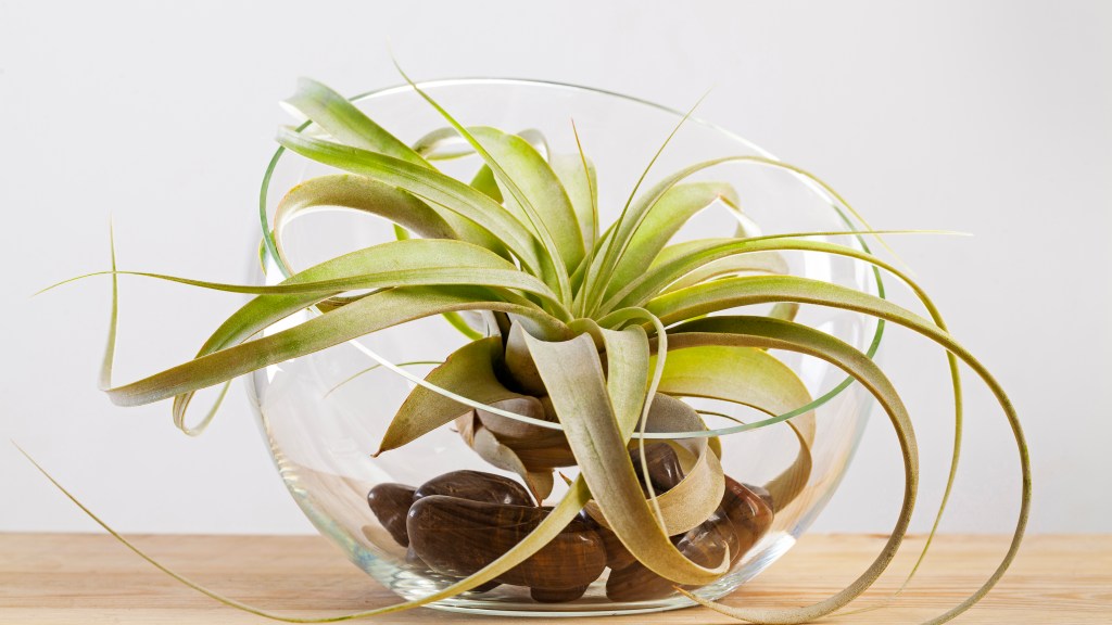 Easy houseplants: Tillandsia air plant placed in an angular glass bowl that's filled with river rocks