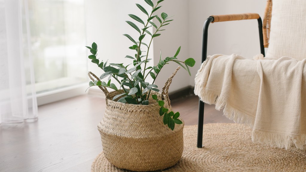 Easy houseplants: Zanzibar gem or zz plant nestled inside a basket atop a rug in a living room
