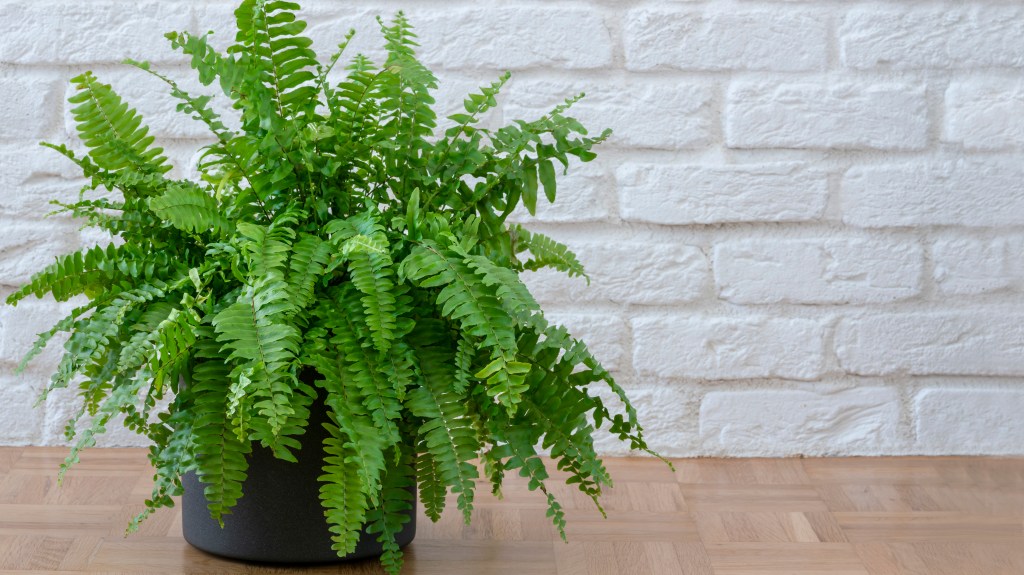 Easy houseplants: Fern in a gray plant pot on wooden tabletop in front of white brick background