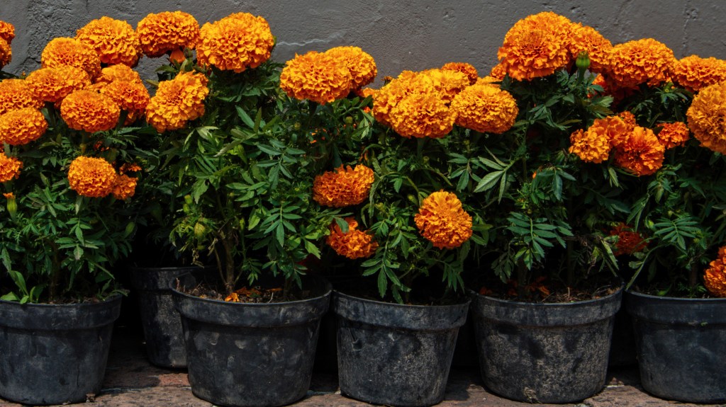 Plants that repel mosquitoes: Marigold plants lined up in their plastic nursery pots
