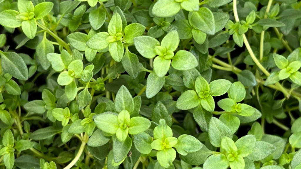 Plants that repel mosquitoes: Leaves of lemon thyme plant taken from above