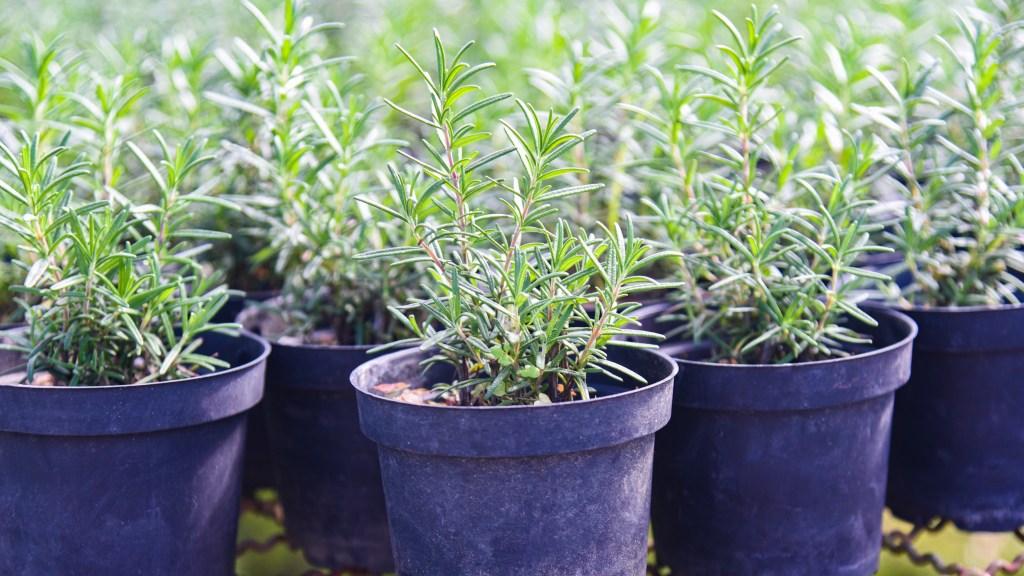 Plants that repel mosquitoes: Potted rosemary seedlings lined up in a row 