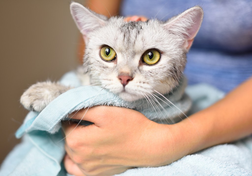 Woman holding cat in towel after bath
