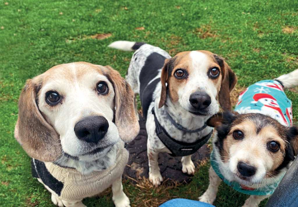 Having playmates at Marty's Place lifts the dogs’ spirits and boosts their energy. These three buddies are always out for fun!