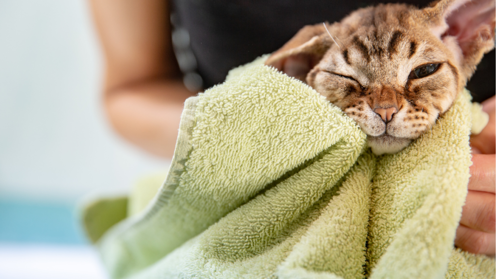 A cat being dried off with a green towel after having a bath