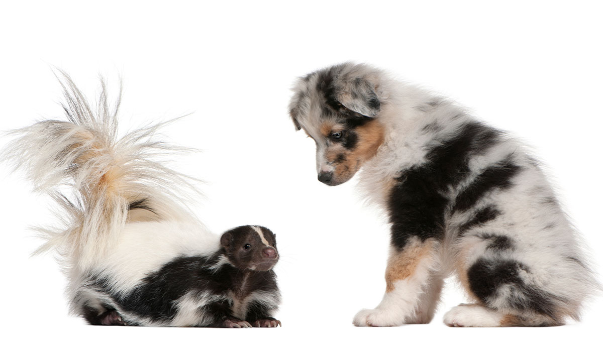 dog and skunk looking at each other