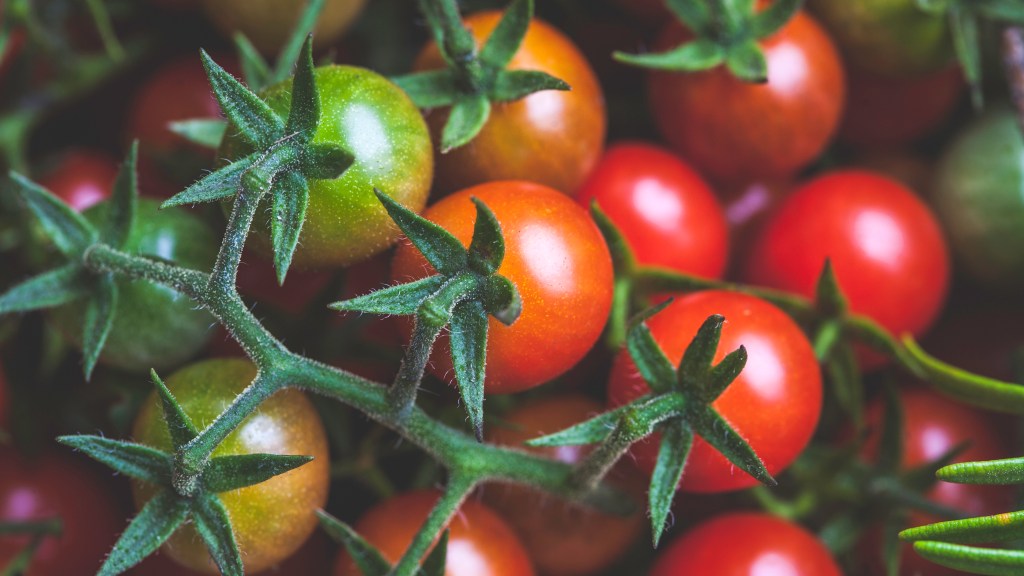 When to plant tomatoes: Green, yellow, orange and red cherry tomatoes attached to the vine