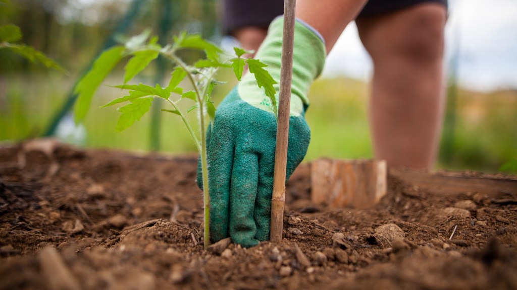 When to plant tomatoes: Women wearing gardening glove planting a small tomato seedling in soil in her garden