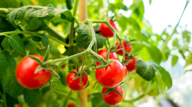 When to plant tomatoes: Red, ripe tomatoes growing on the vine