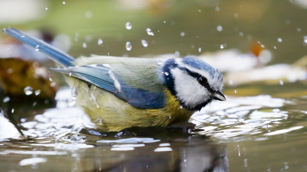 A bird in a pond