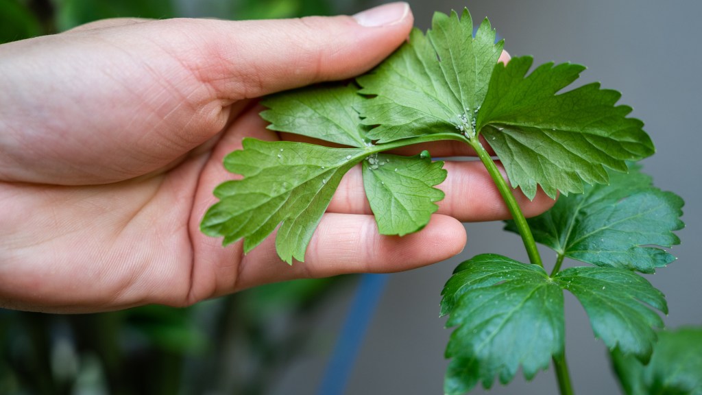 How to get rid of aphids: Woman holding up the underside of cilantro plant leaves that are covered with aphids
