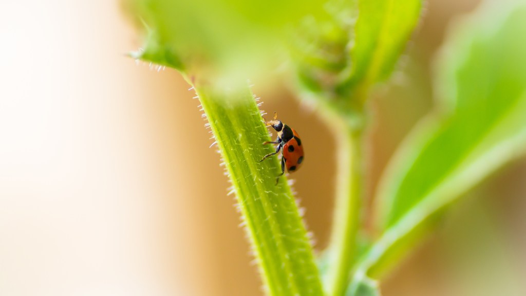 How to get rid of aphids: Ladybug crawling on stem of a garden plant