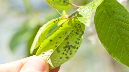 How to get rid of aphids: Aphid infestation on underside of a plant leaf