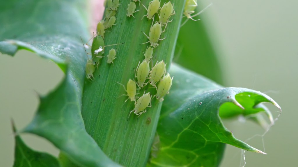 How to get rid of aphids: Green aphids on stalk of a garden plant