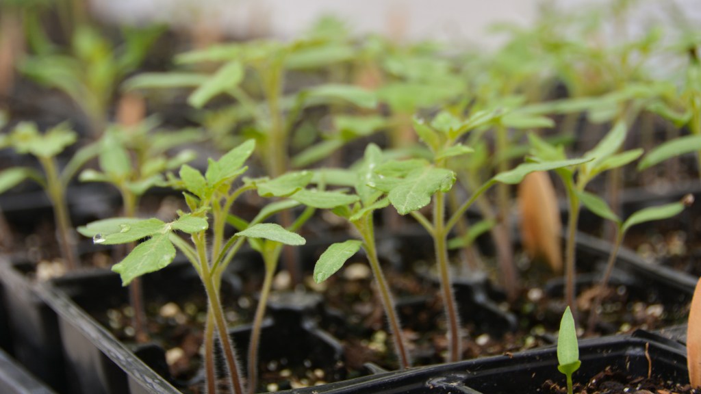 When to plant tomatoes: Roma tomato seedlings growing in wells of a black seed starter tray