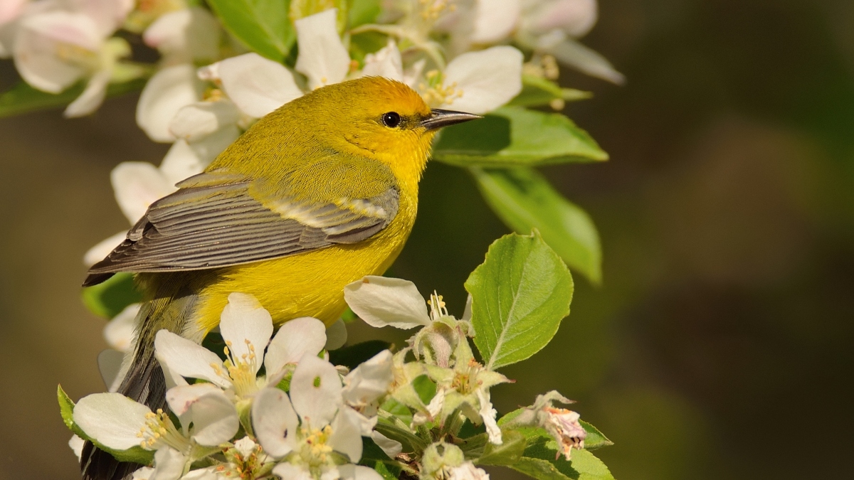 A warbler bird in a tree