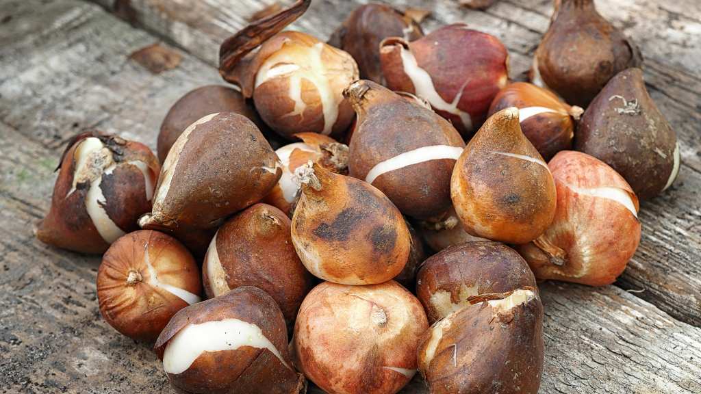 How to care for tulips: Tulip bulbs in a pile on a wooden outdoor table
