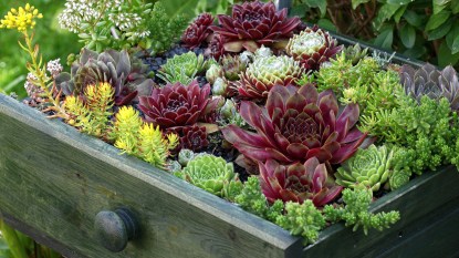 Succulent garden: Various succulents planted in an old wooden drawer displayed outside
