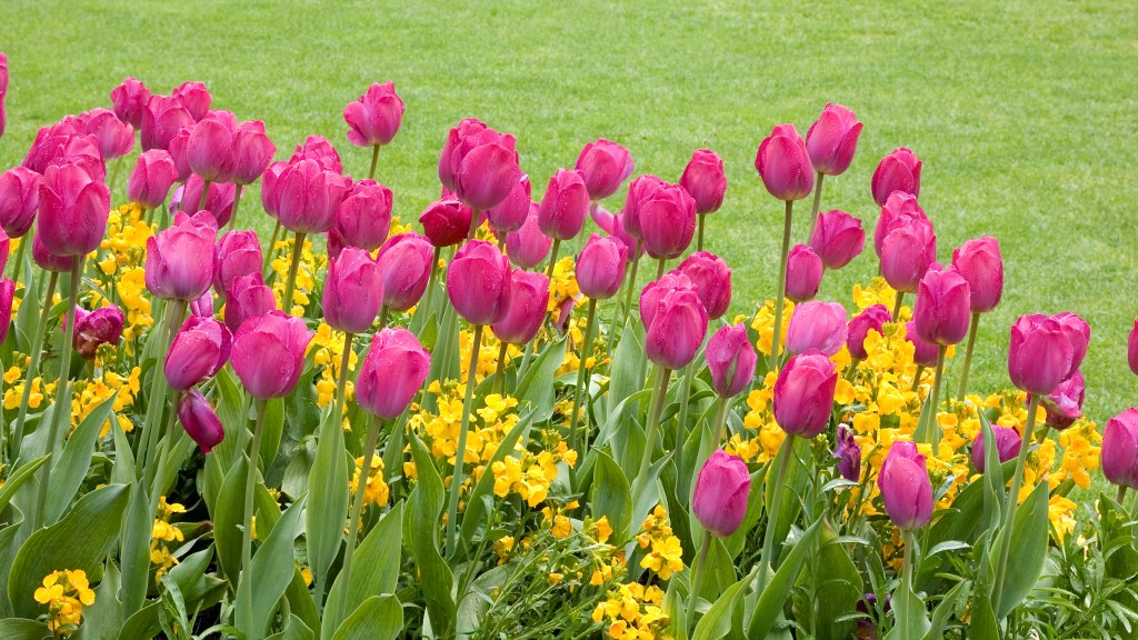 How to care for tulips: Pink tulips ad yellow geranium planted into garden border