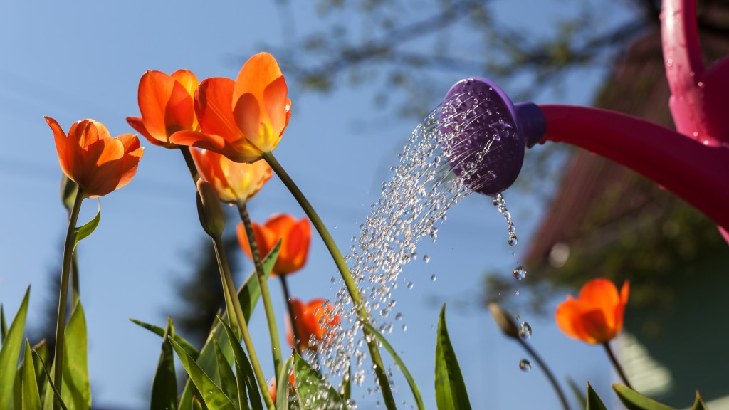 How to care for tulips: Woman using a pink watering can to water orange tulips growing in garden