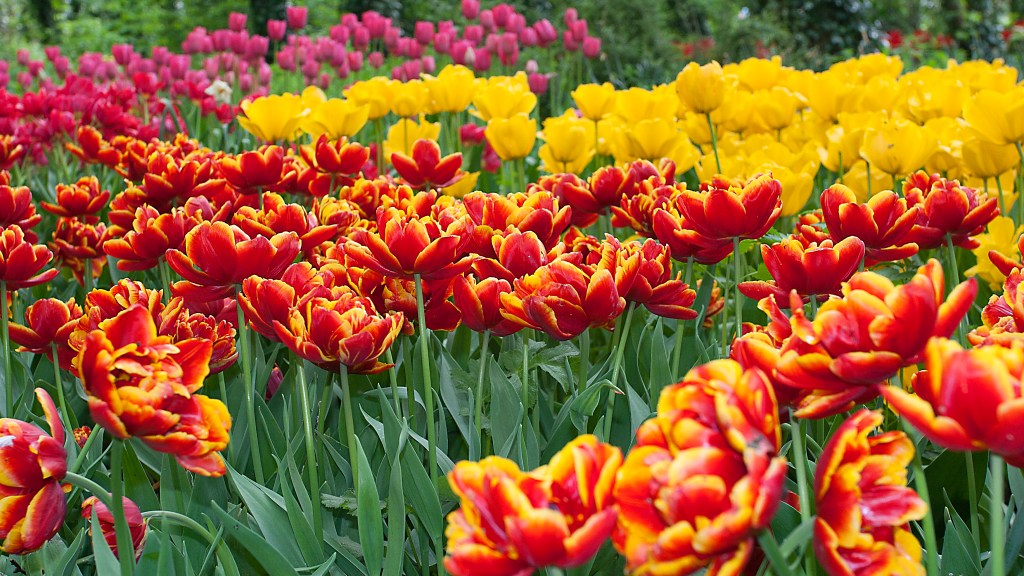 How to care for tulips: Multicolored yellow and orange tulips and yellow and pink double tulips planted in rows in a garden 