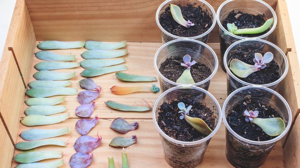 Succulent garden: Leaves of succulents laying on tray next to cups filled with soil and propagated succulent leaves