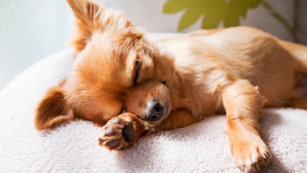 Small, tan dog sleeping on a cushion