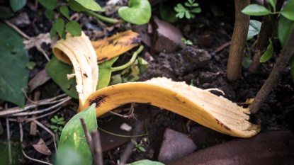 Top view of a fresh banana peel thrown into a potted plant. Can be garbage or intended as natural fertilizer.