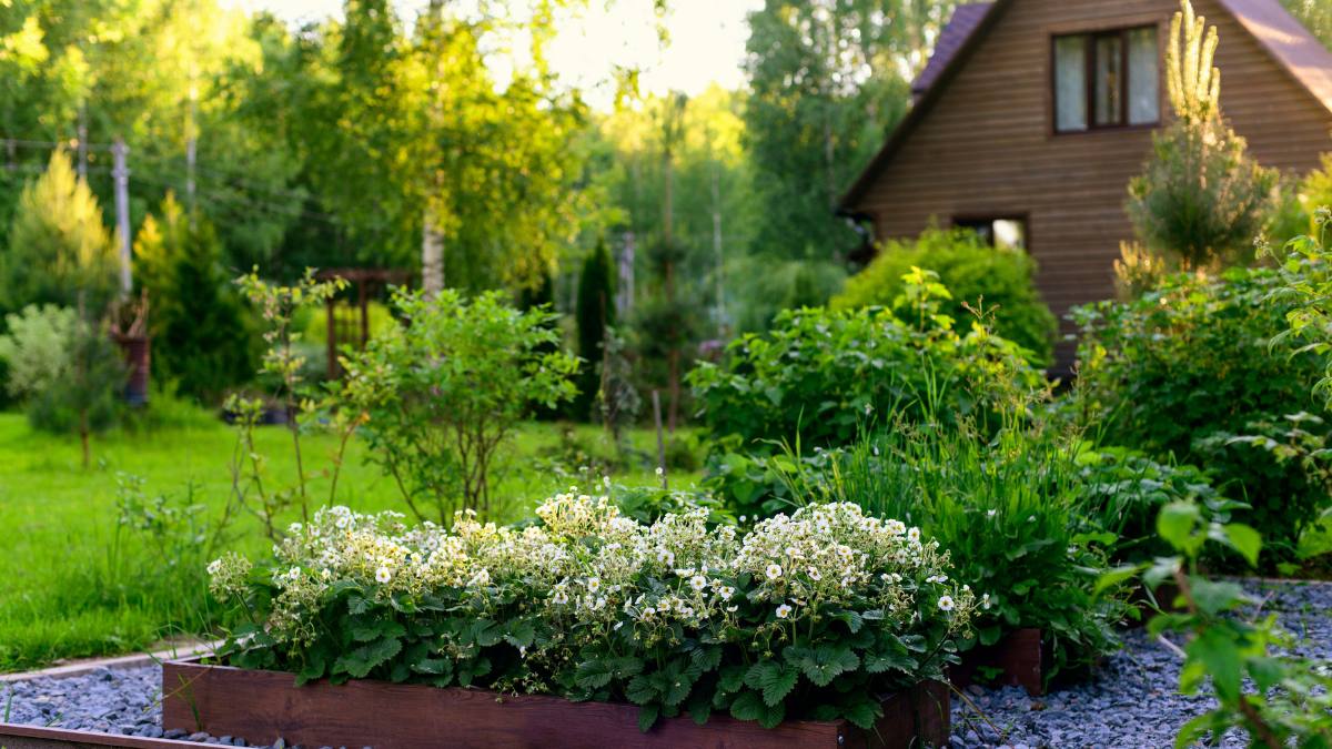 Low maintenance plants in yard