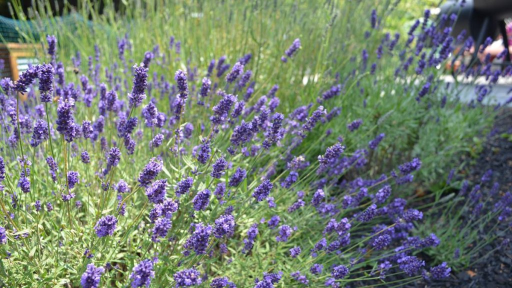 Lavender plant