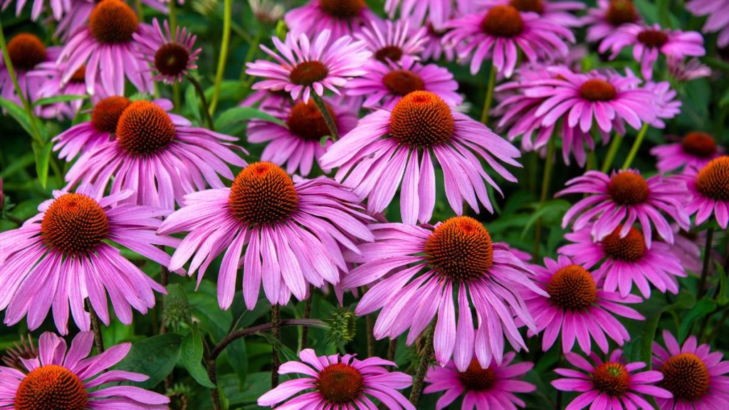 Echinacea flowers