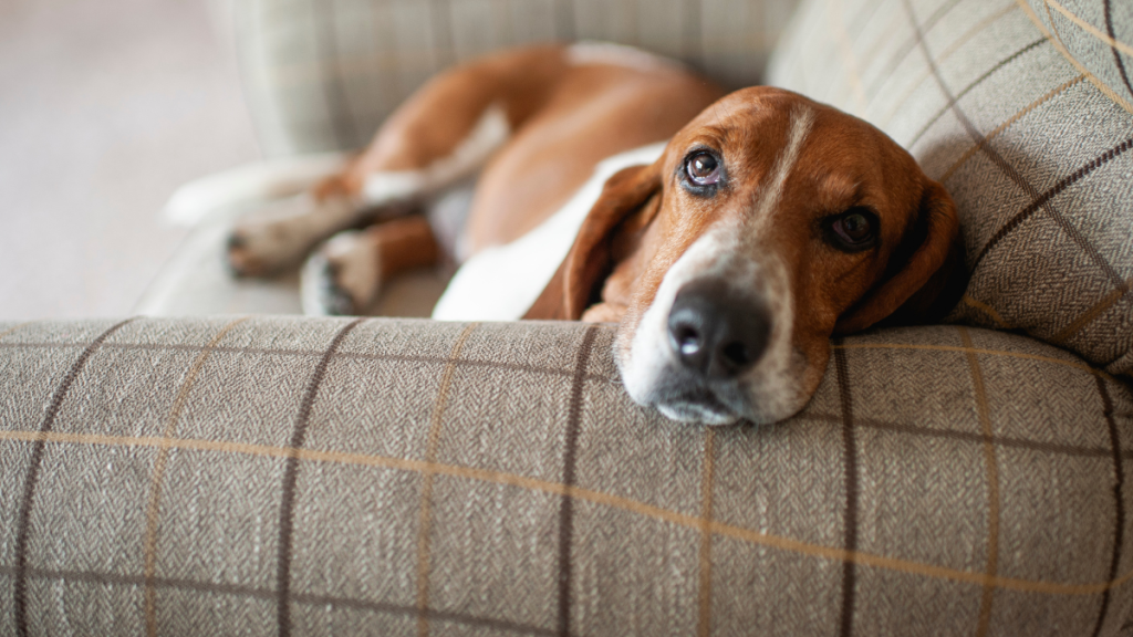 Basset hound laying on couch