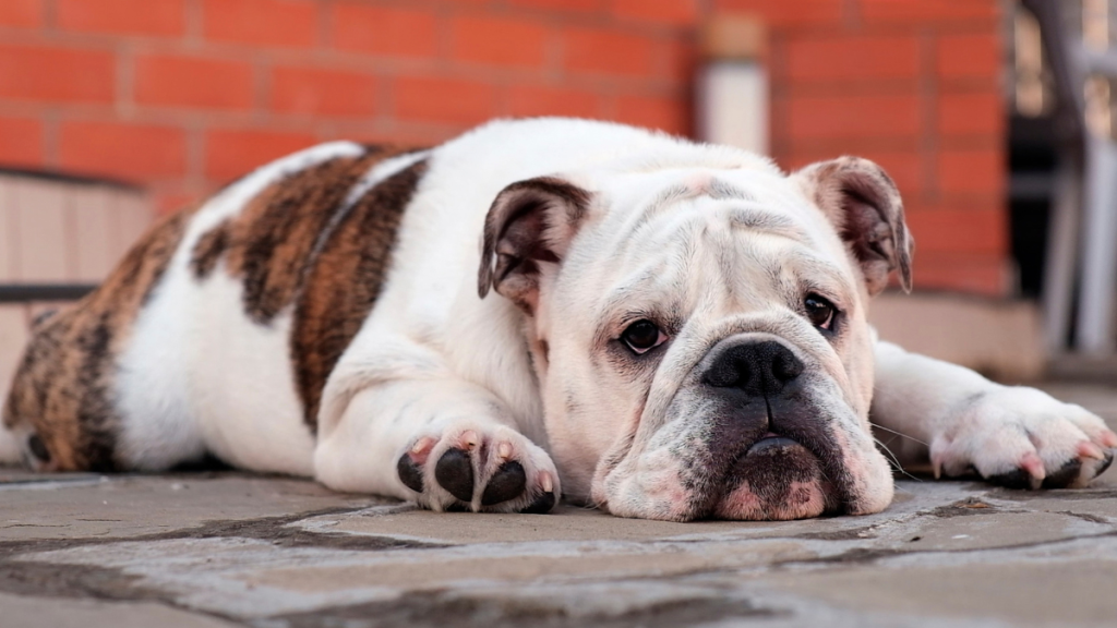 English bulldog laying down 